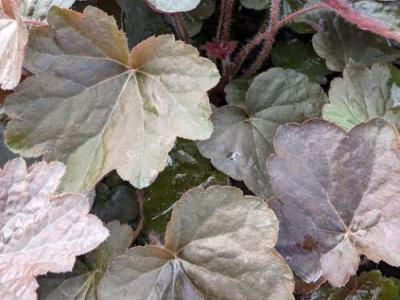 Heuchera 'Palace Purple' (micrantha)