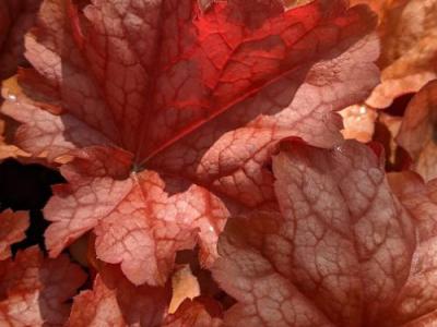 Heuchera 'Paprika' PBR