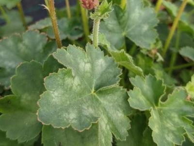 Heuchera 'Pluie de Feu' (brizoides)