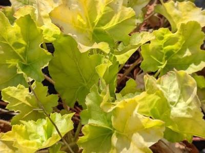 Heuchera 'WC 'Romano'