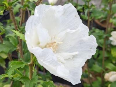 Hibiscus syr. 'White Chiffon' ®