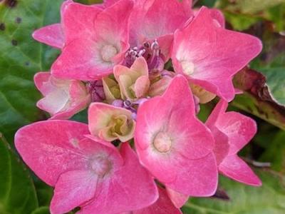 Hydrangea mac. 'Little Pink'   (bolvormig)