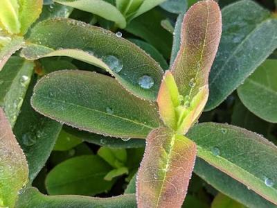 Hypericum calycinum