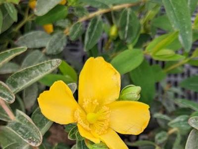 Hypericum 'Hidcote'