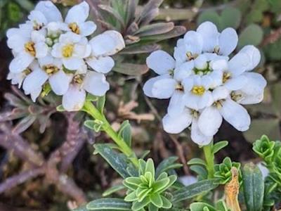 Iberis sempervirens 'Appen-Etz'