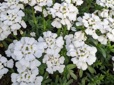 Iberis sempervirens 'Snowflake' veg