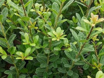 Ilex crenata 'Caroline Upright'