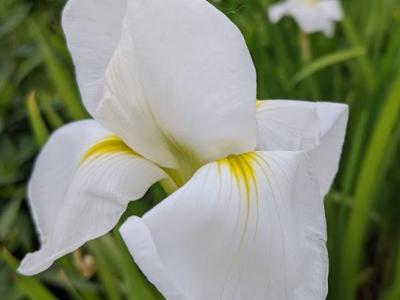 Iris ensata 'White Ladies'