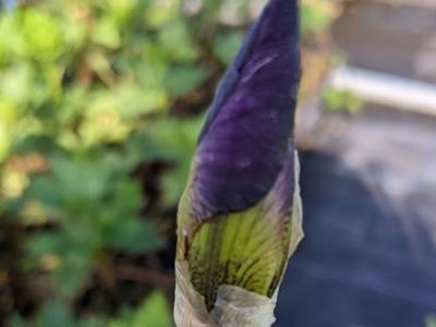 Iris Germanica 'Senlac'