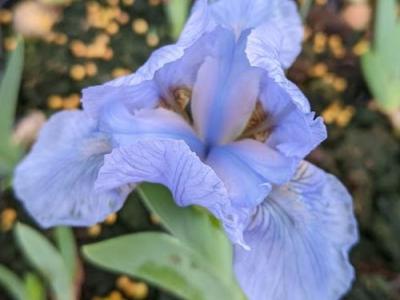 Iris Pum. 'Blue Denim'