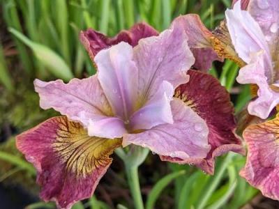 Iris sibirica 'Sugar Rush'