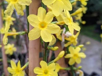 Jasminum nudiflorum