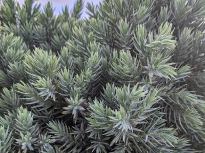 Juniperus squ. 'Blue Star'