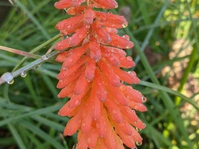 Kniphofia 'Alcazar'