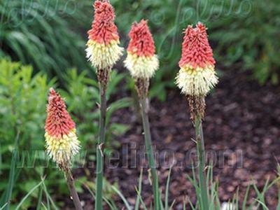 Kniphofia caulescens