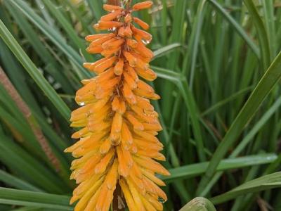 Kniphofia 'Shining Scepter'