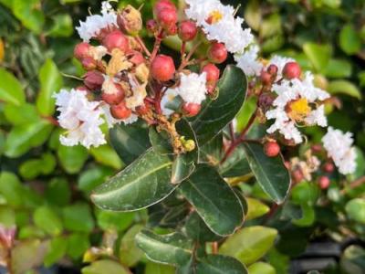 Lagerstroemia indica 'Nivea'