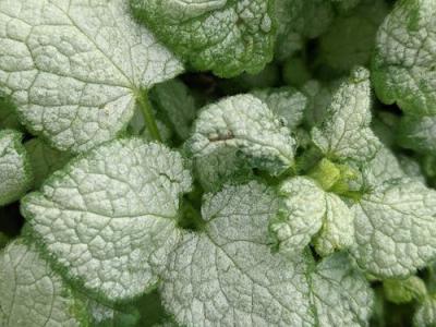 Lamium maculatum 'White Nancy'