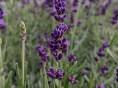 Lavandula ang. 'Hidcote'