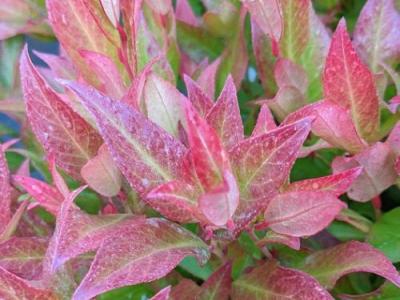 Leucothoe 'Zeblid' (Scarletta)