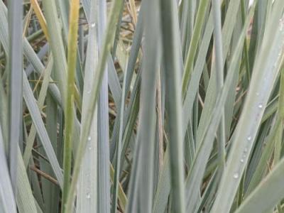 Leymus arenarius 'Blue Dune'