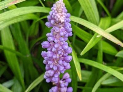 Liriope muscari 'Amethyst'