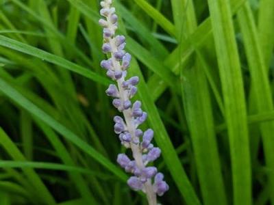 Liriope muscari 'Big Blue'