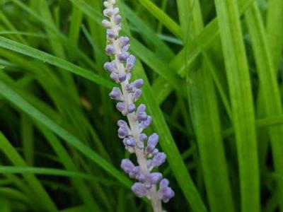 Liriope muscari 'Big Blue'