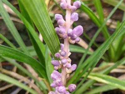 Liriope muscari 'Moneymaker'