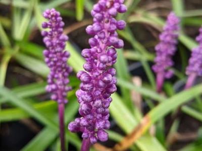 Liriope muscari 'Purple Passion'