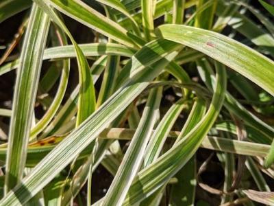 Liriope spicata 'Silvery Sunproof'