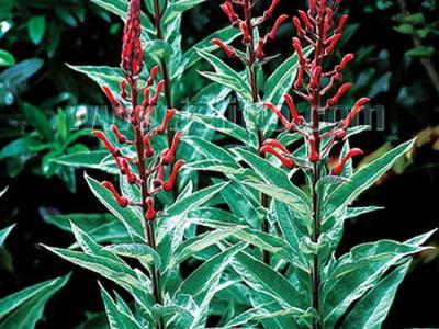 Lobelia tupa