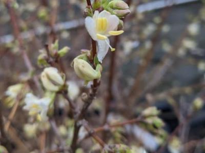 Lonicera fragrantissima