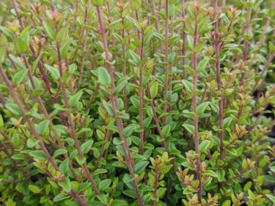 Lonicera nitida 'Little Goblin'