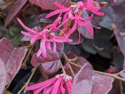 Loropetalum chin. 'Fire Dance'