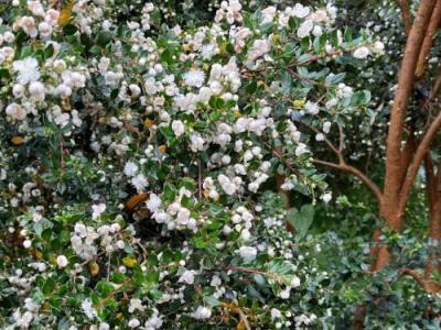 Luma apiculata