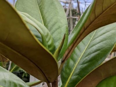 Magnolia grandiflora 'Exmouth'