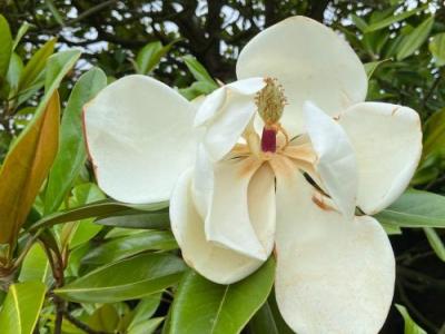 Magnolia grandiflora 'Le Nantais'