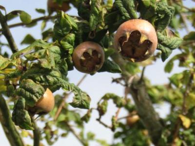 Mespilus germanica  MISPEL