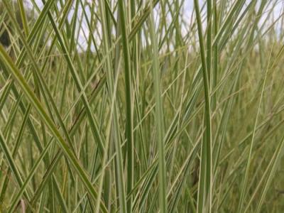 Miscanthus sin. 'Morning Light'