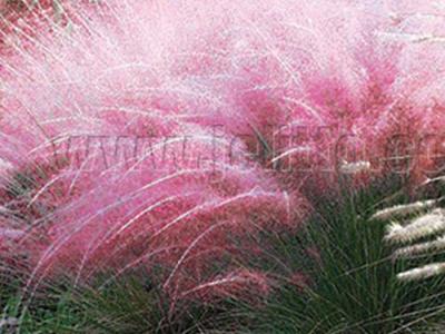 Muhlenbergia capillaris