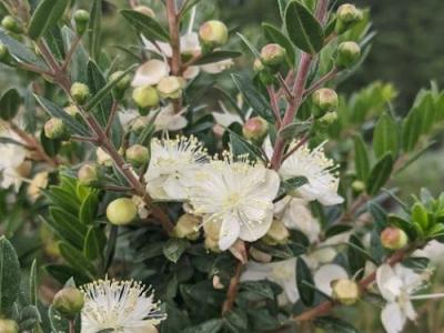 Myrtus communis 'Tarentina'