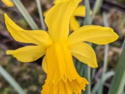 Narcissus  'February Gold' (cyclamineus)