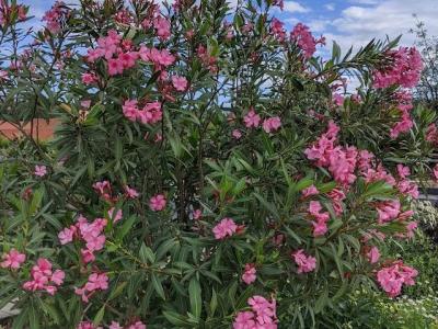 Nerium oleander