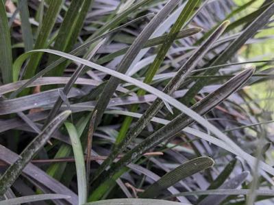 Ophiopogon planiscapus 'Niger'