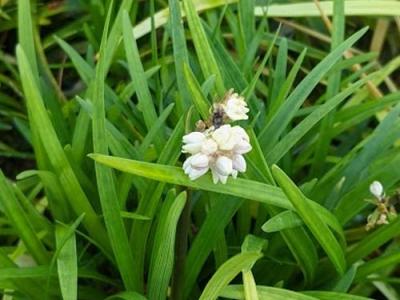 Ophiopogon planiscapus