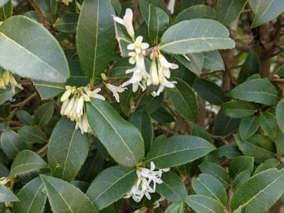 Osmanthus burkwoodii