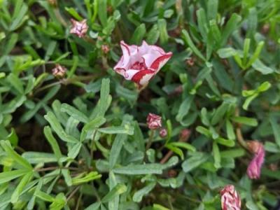 Oxalis versicolor 'Flore Pleno'