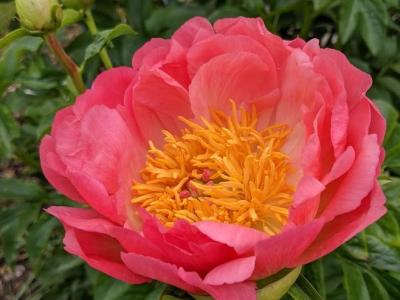 Paeonia Lact. 'Coral Sunset'