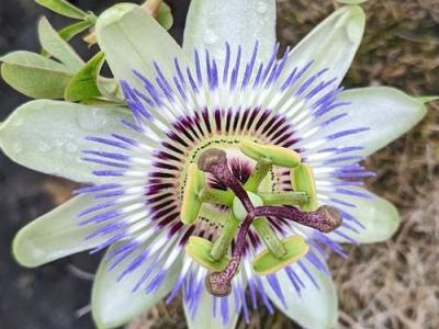 Passiflora caerulea